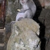monkey_macaque_balinese_mf_ubud_v_0952_bal4668.jpg